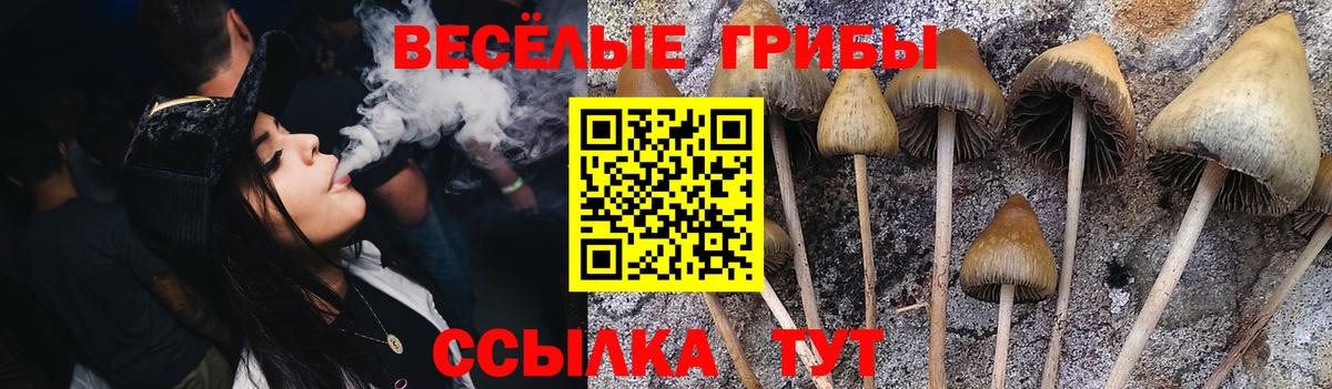 Псилоцибиновые грибы Psilocybe Минеральные Воды